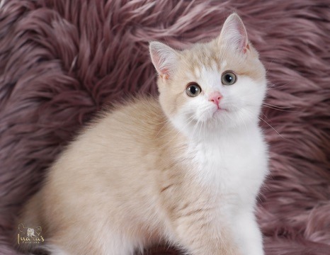 Apples, Lilac Golden Bi-Color British kitten