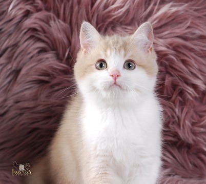 Apples, Lilac Golden Bi-Color British kitten