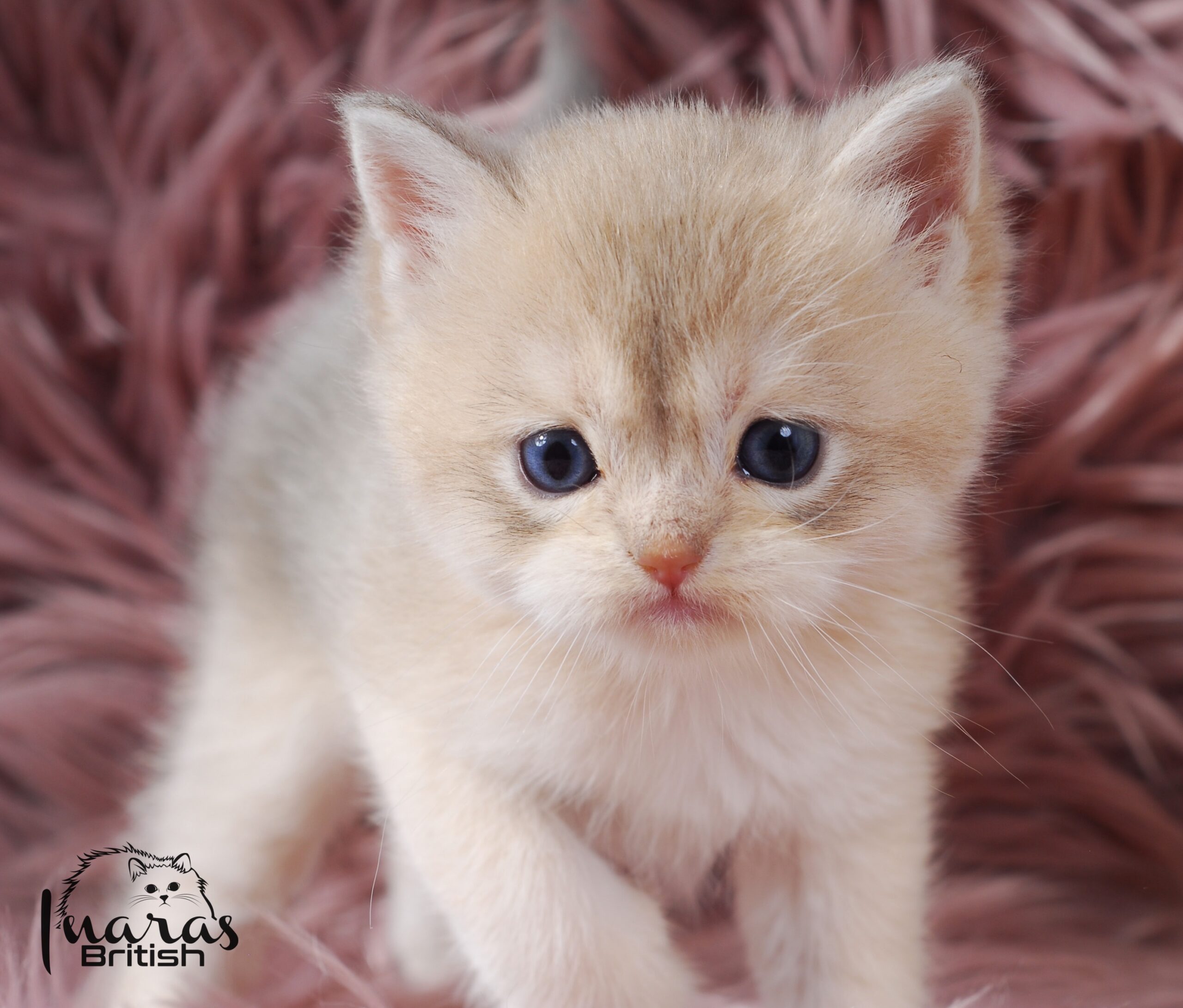 Rami, Blue Golden Chinchilla British kitten