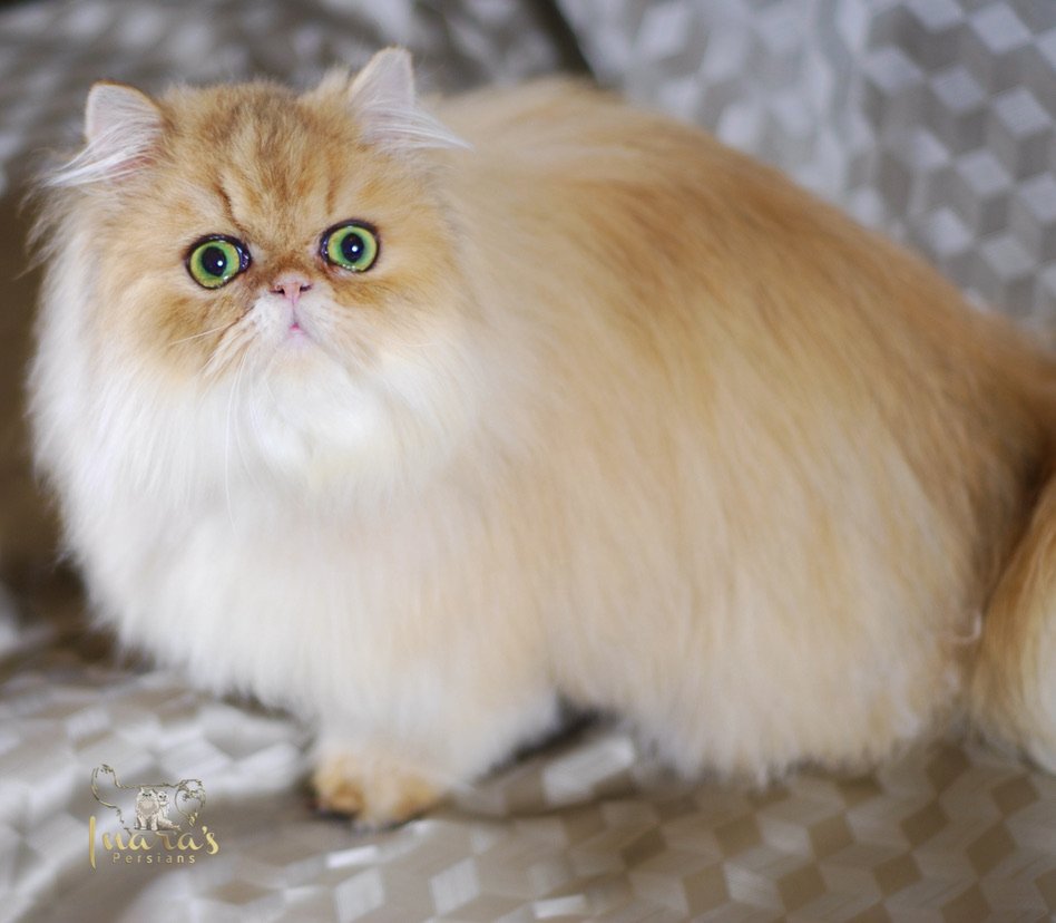 Golden Ray Patrik