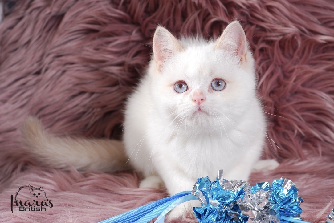 Winston, Cinnamon Golden Point British kitten
