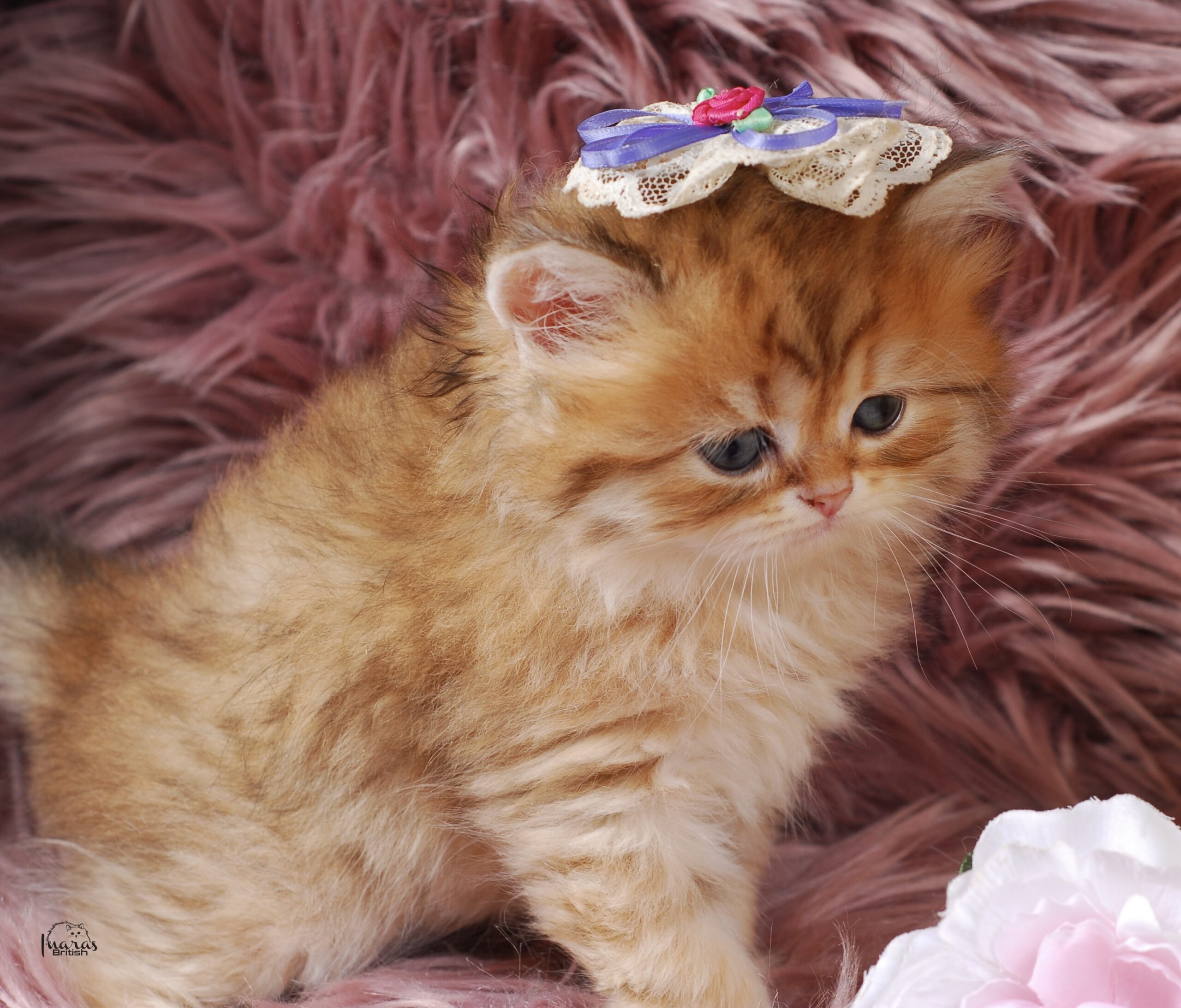 Butterscotch, Golden Chinchilla DBE-potential kitten