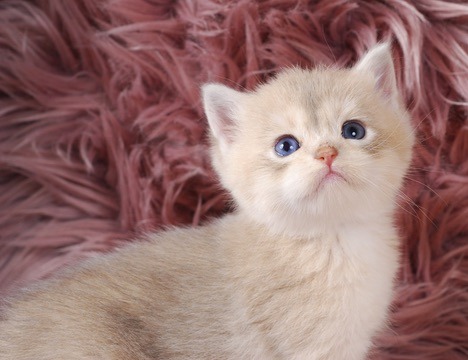 Rami, Blue Golden Chinchilla British kitten