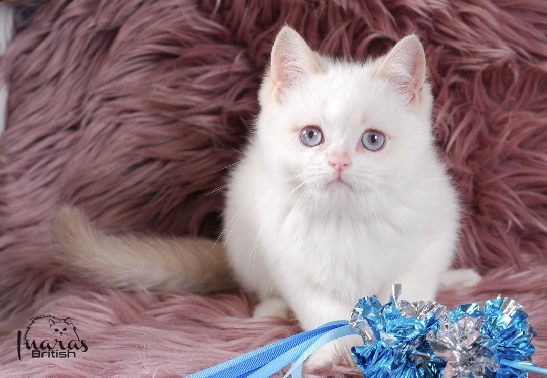 Winston, Cinnamon Golden Point British kitten