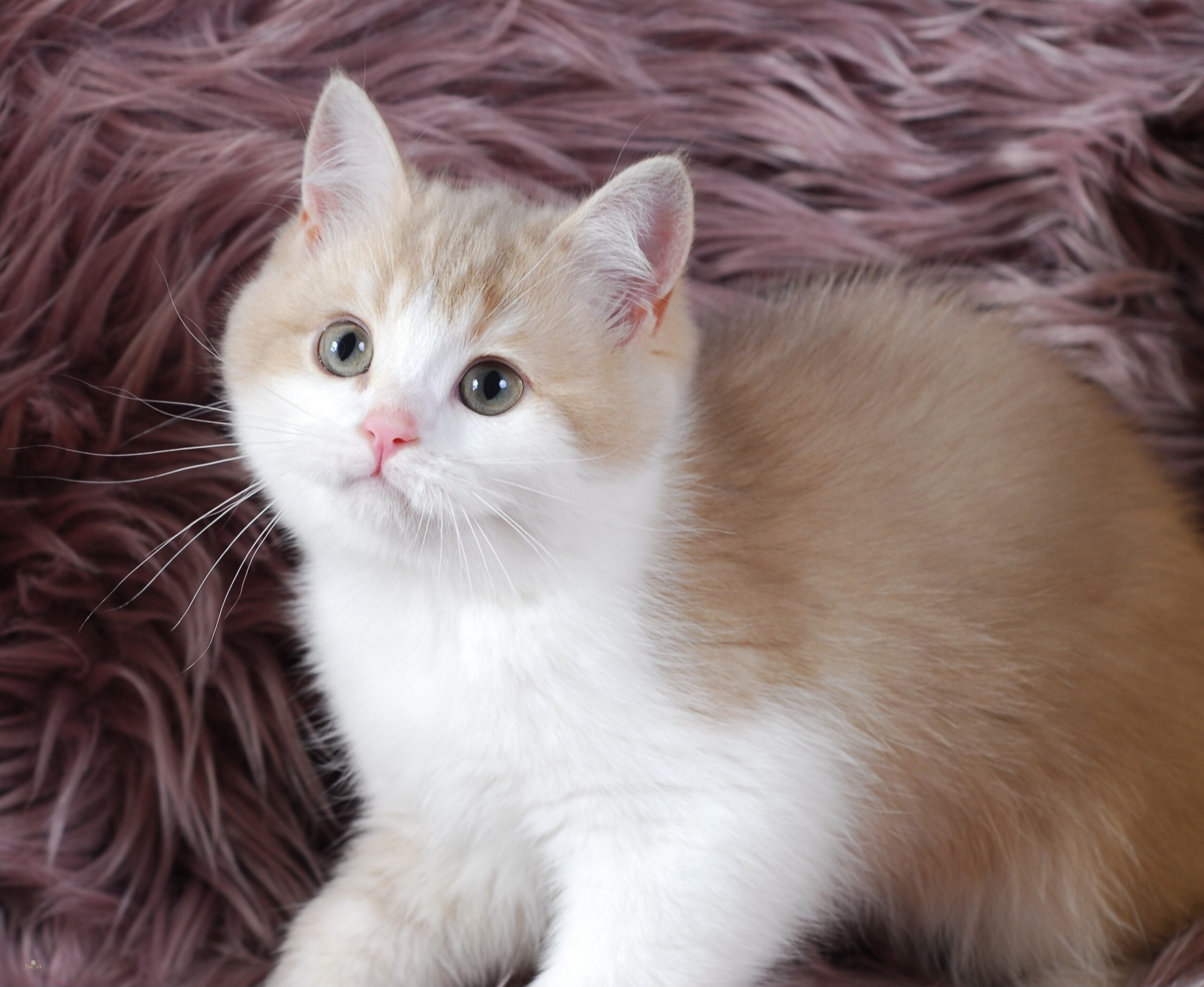 Apples, Lilac Golden Bi-Color British kitten