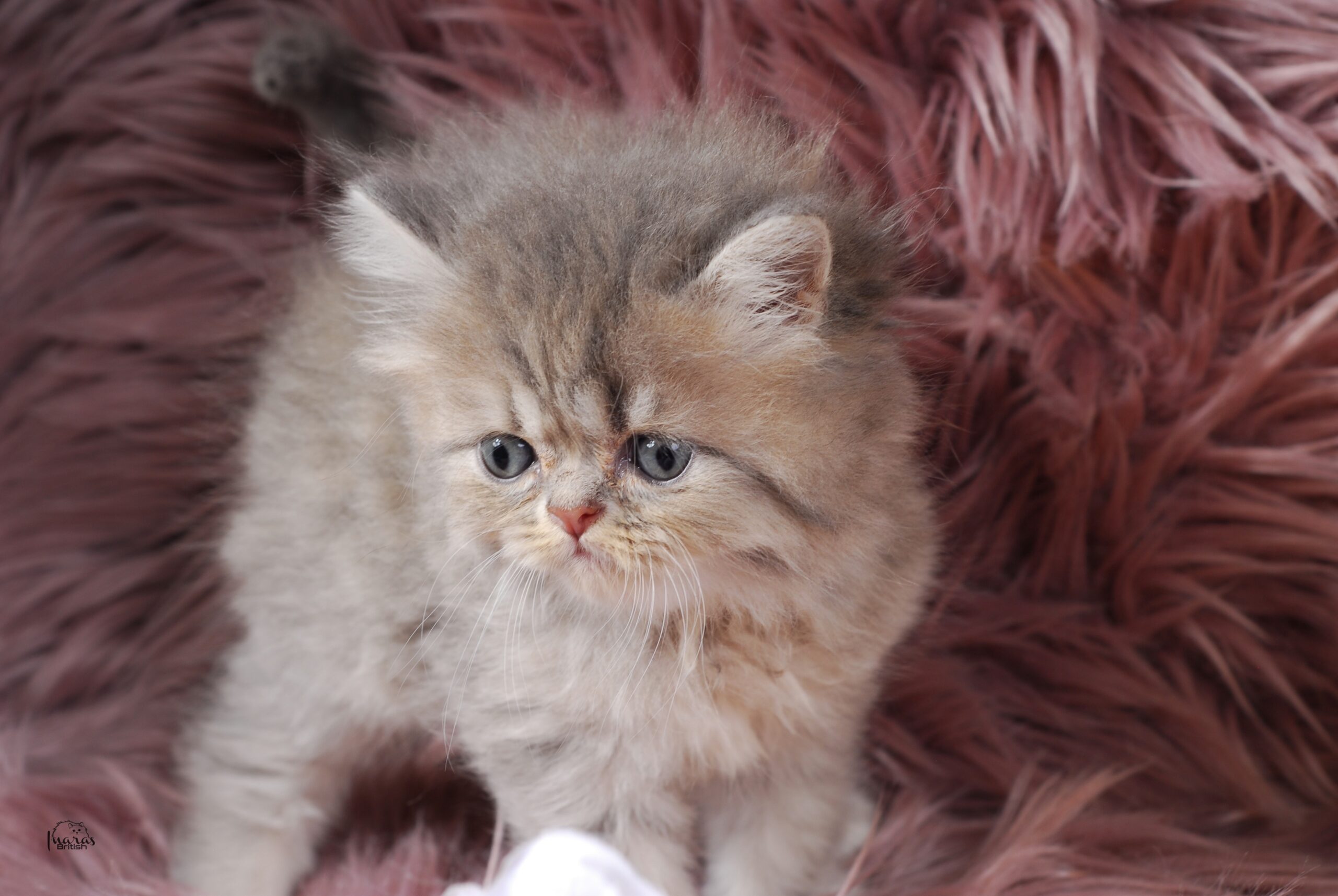 Twix, Blue Golden Shaded Persian kitten