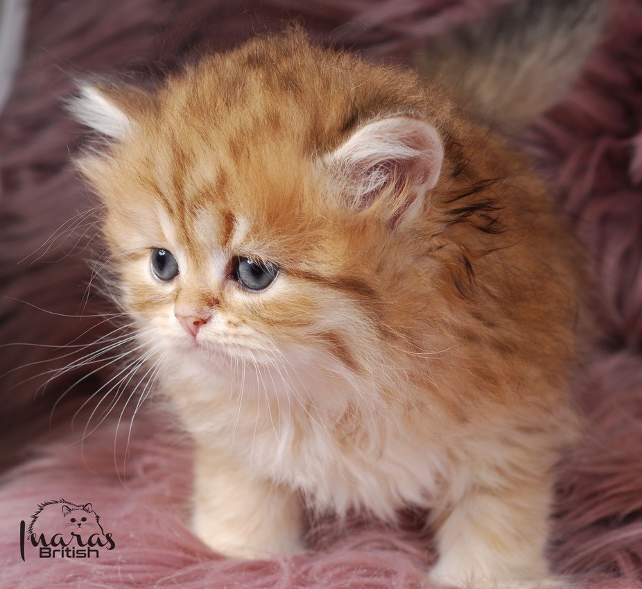 Butterscotch, Golden Chinchilla DBE-potential kitten