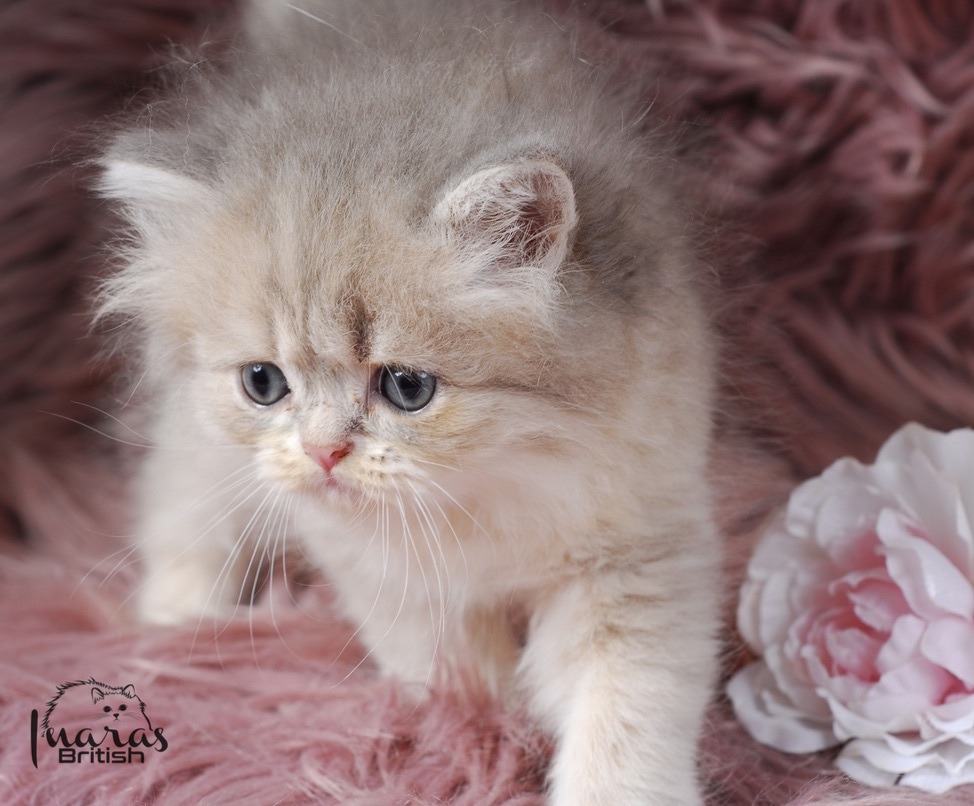 Toffee, Blue Golden Chinchilla Persian kitten