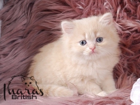 Skittles, light cream DBE-potential kitten