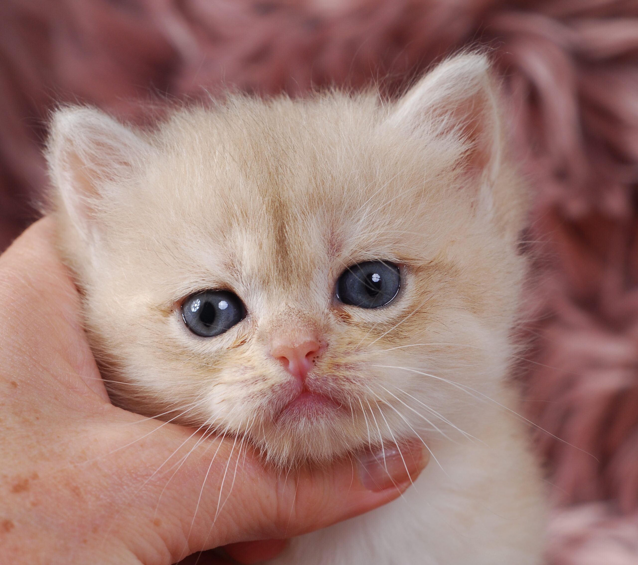 Cleopatra, DBE Blue Golden Chinchilla British kitten