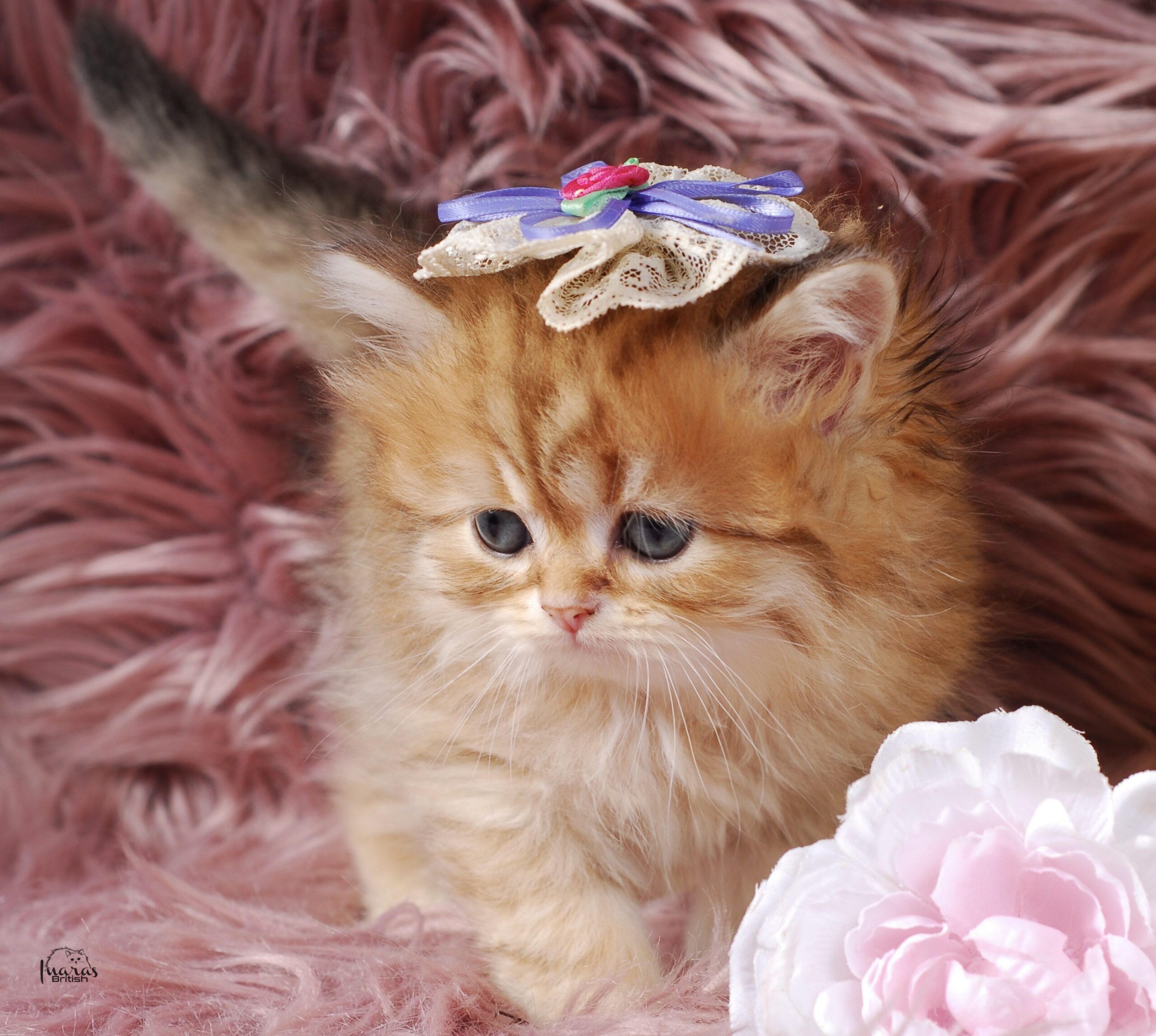 Butterscotch, Golden Chinchilla DBE-potential kitten