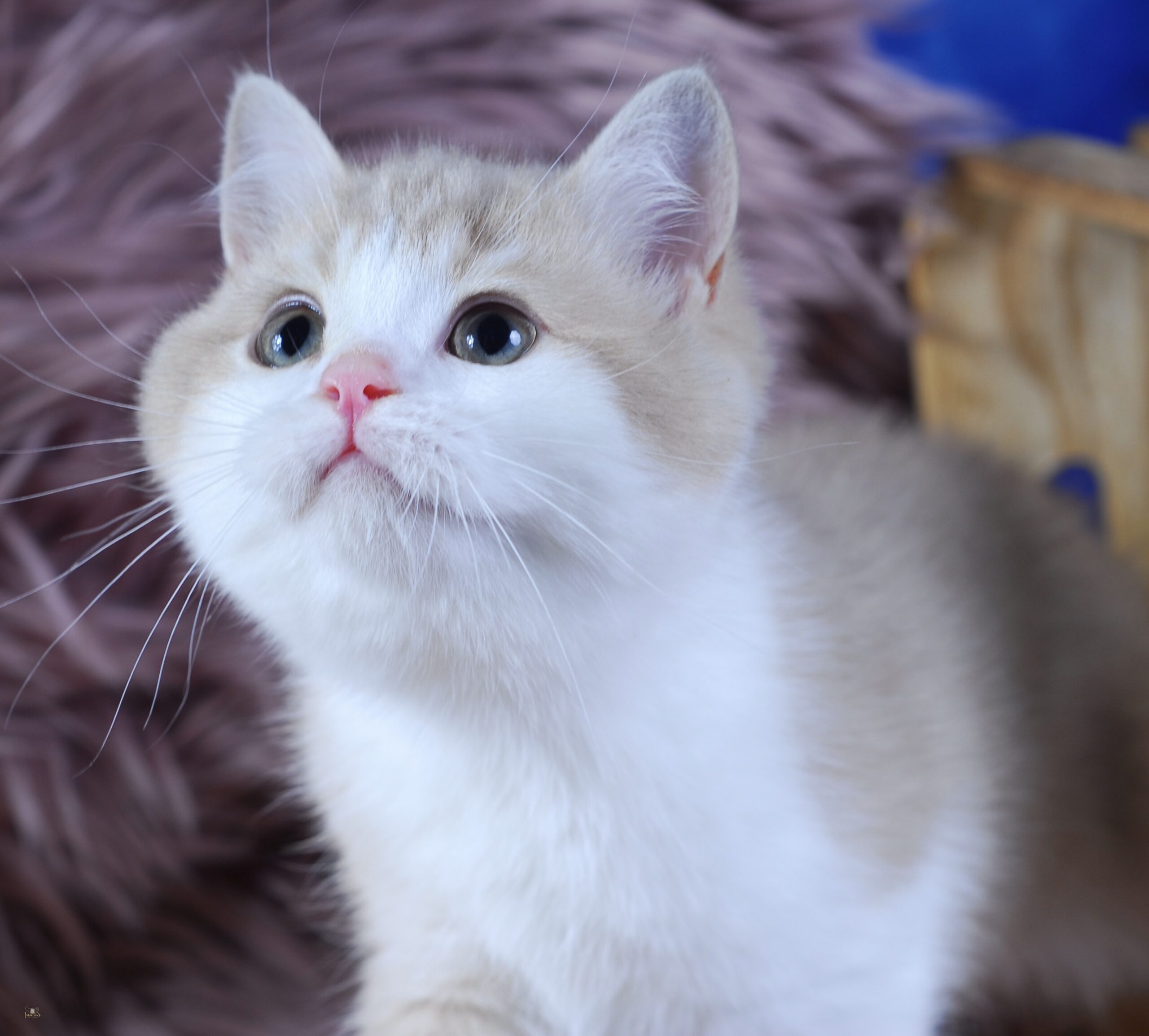 Apples, Lilac Golden Bi-Color British kitten