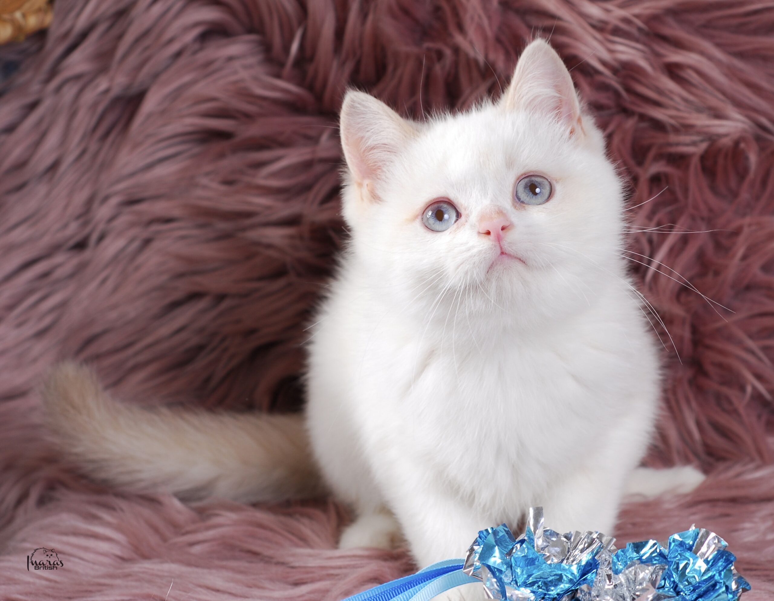 Winston, Cinnamon Golden Point British kitten