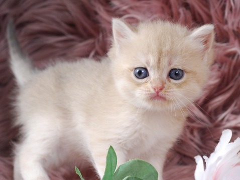 Cleopatra, DBE Blue Golden Chinchilla British kitten