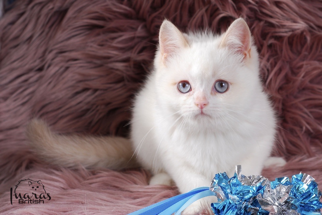 Winston, Cinnamon Golden Point British kitten
