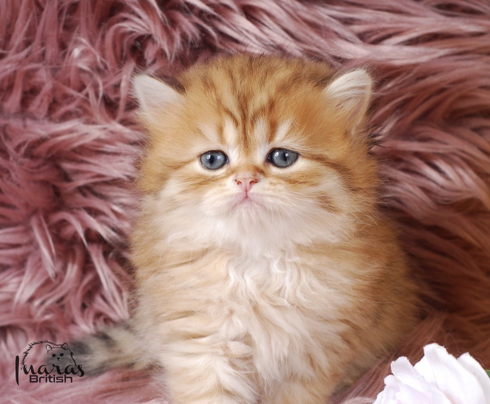 Butterscotch