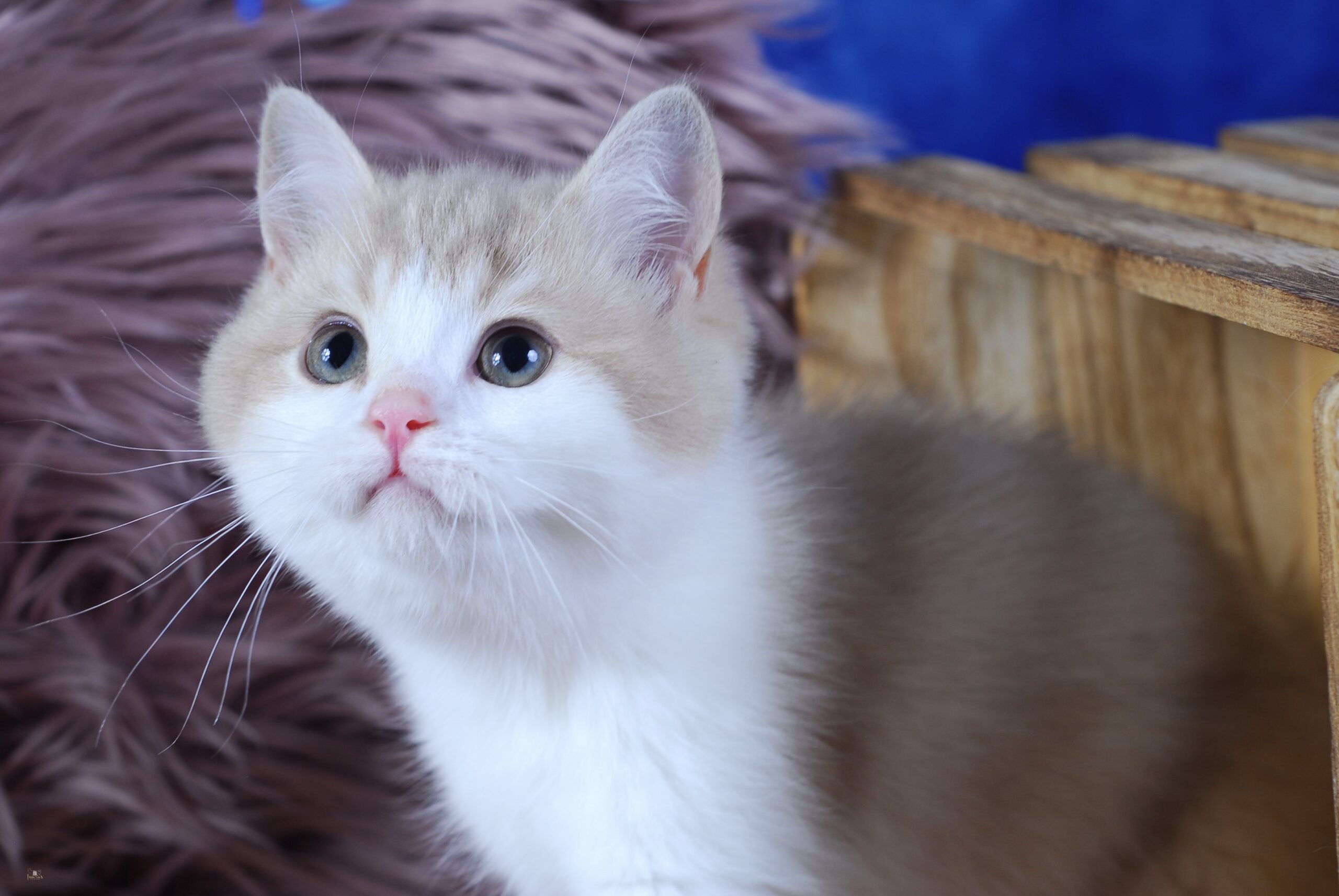 Apples, Lilac Golden Bi-Color British kitten