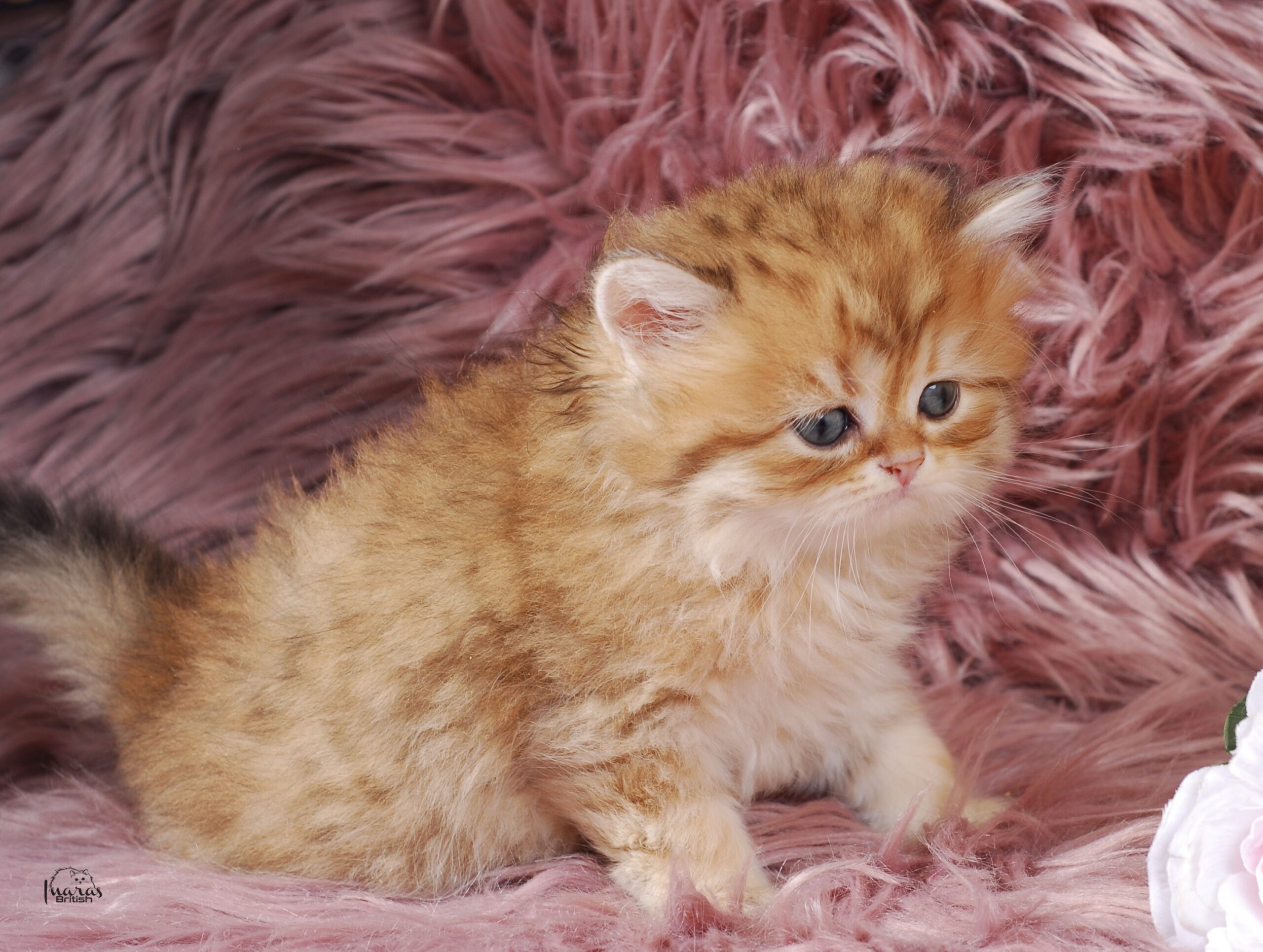 Butterscotch, Golden Chinchilla DBE-potential kitten