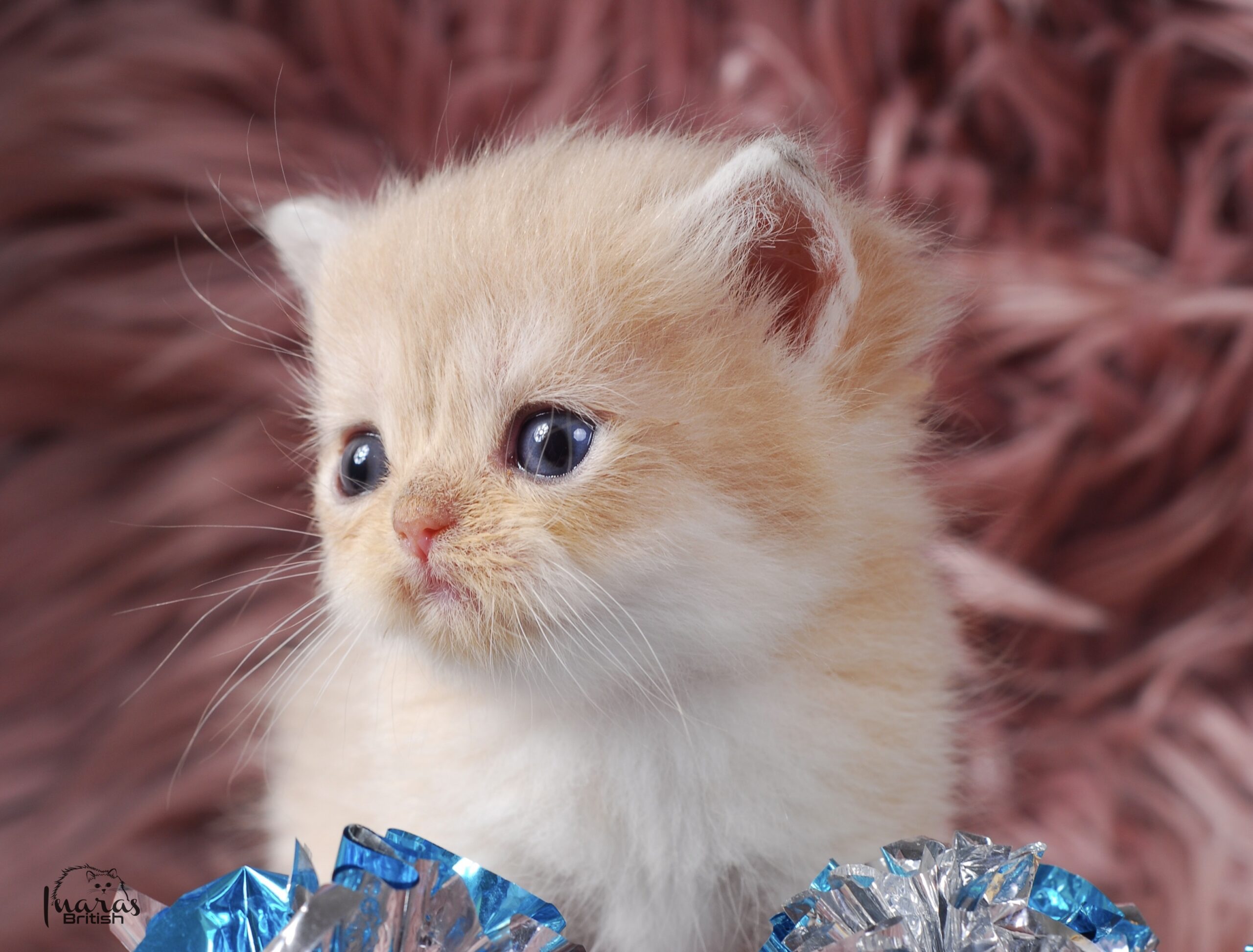 Nefertiti, DBE Blue Golden Chinchilla British kitten