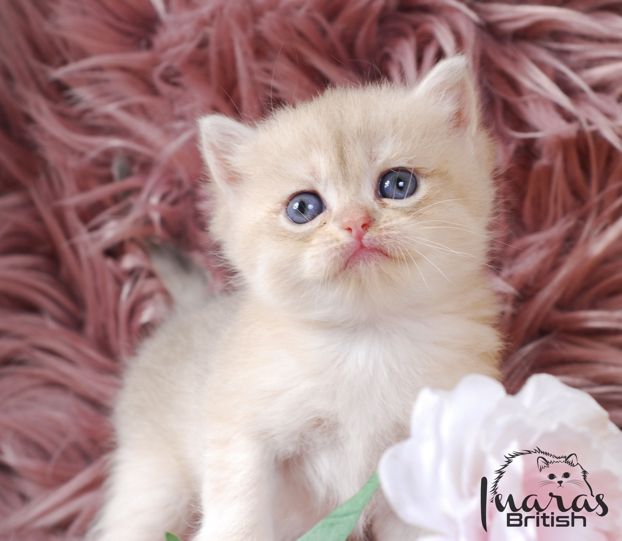Cleopatra, DBE Blue Golden Chinchilla British kitten
