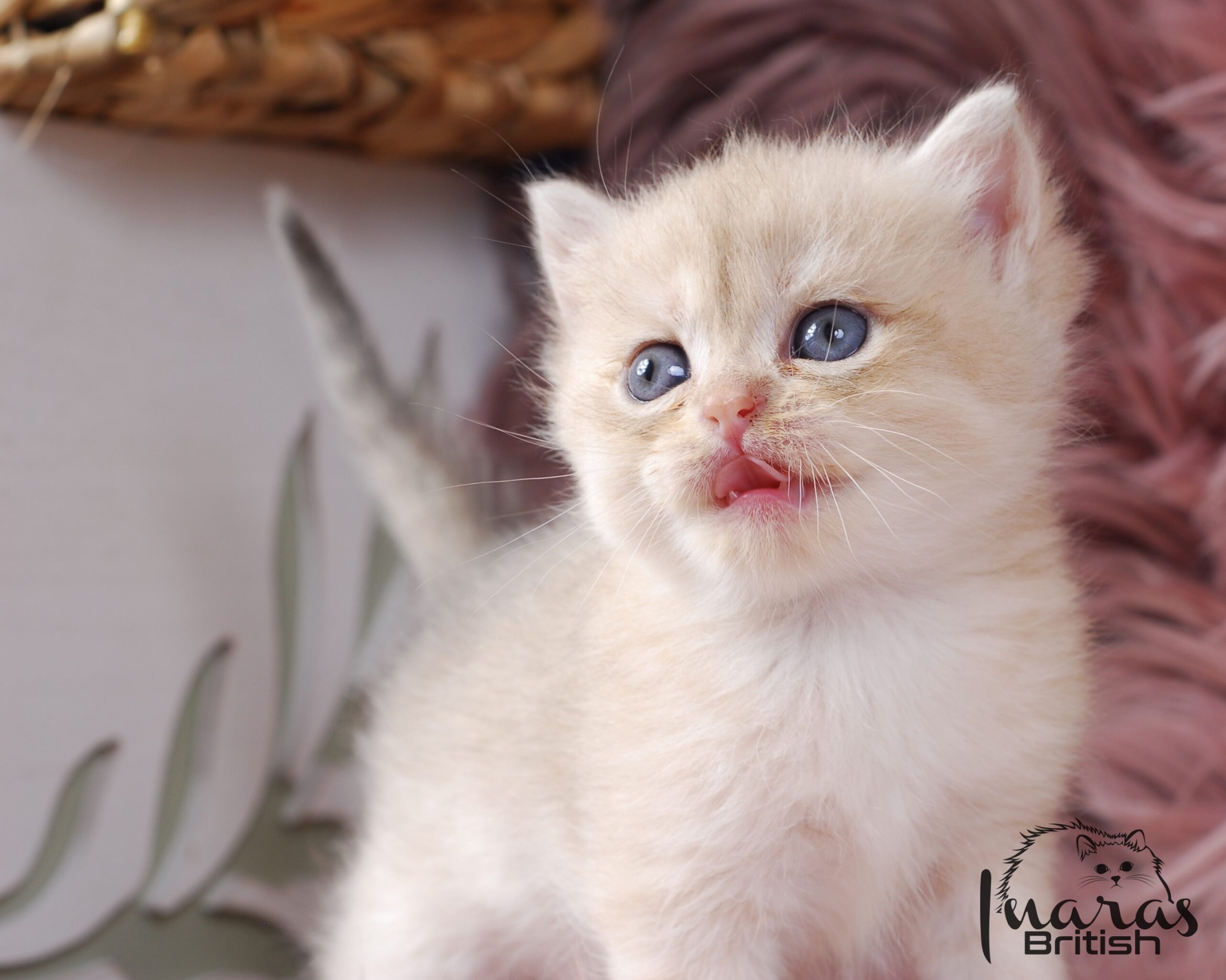 Cleopatra, DBE Blue Golden Chinchilla British kitten