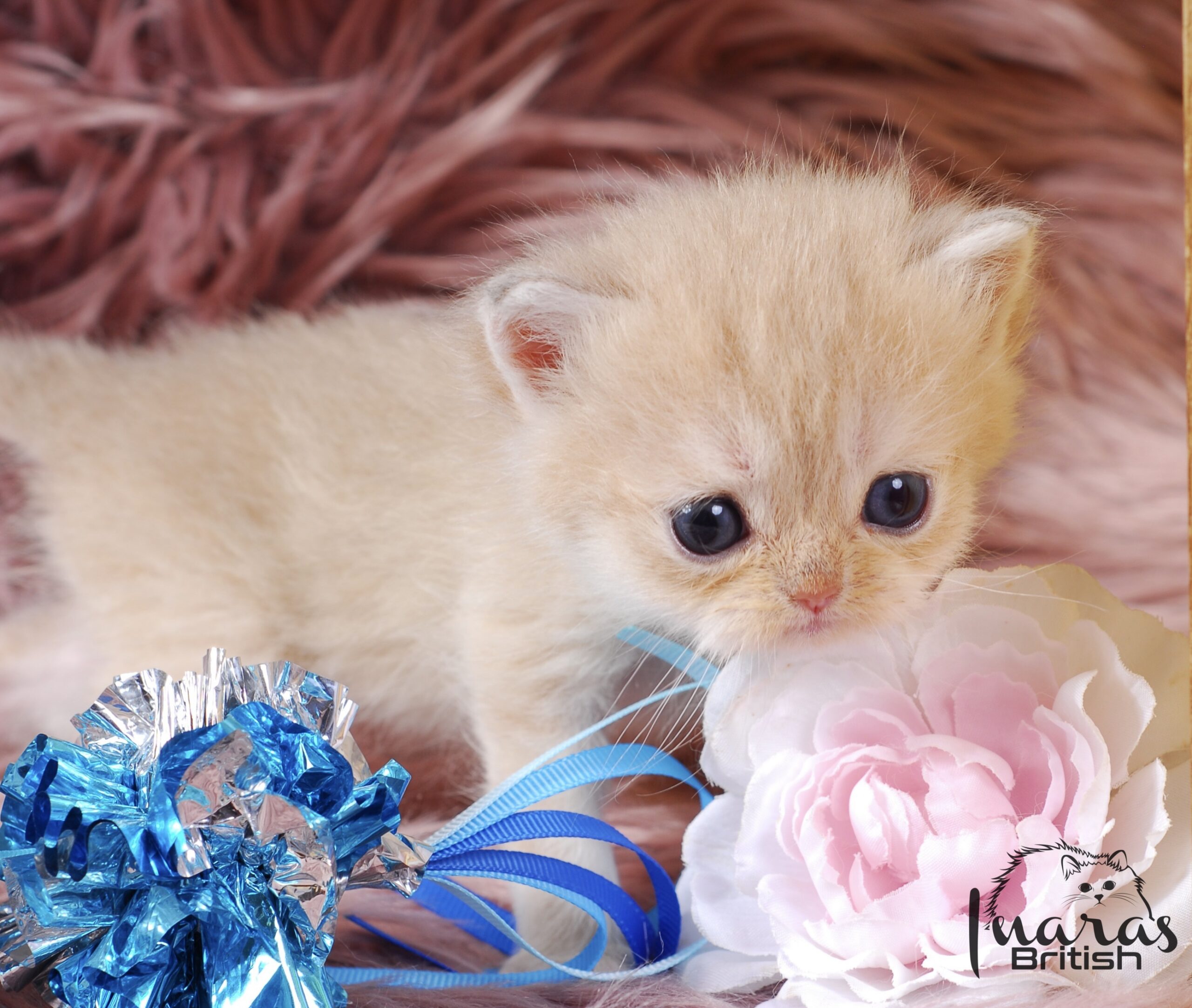 Nefertiti, DBE Blue Golden Chinchilla British kitten