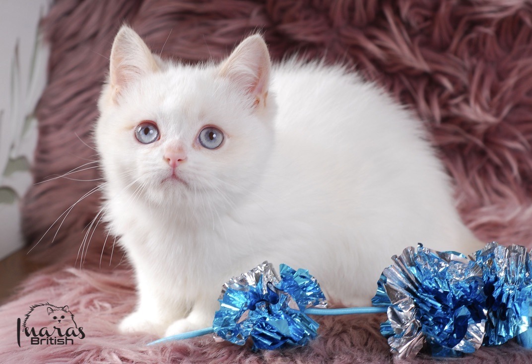 Winston, Cinnamon Golden Point British kitten