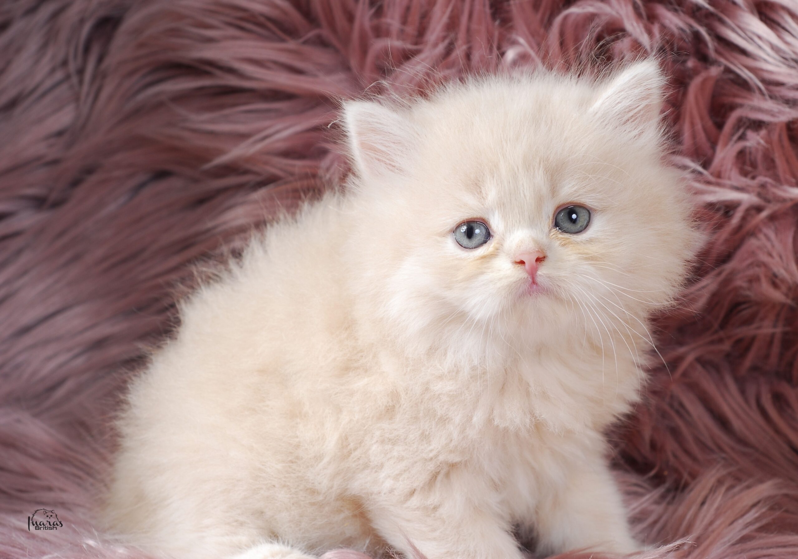 Jellybean, Light Cream Persian kitten