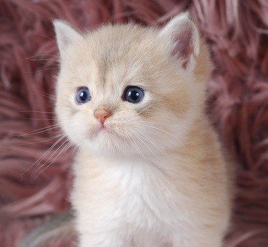 Rami, Blue Golden Chinchilla British kitten