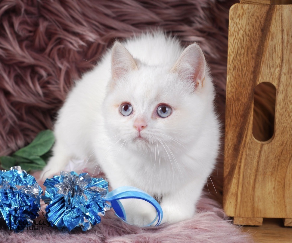 Winston, Cinnamon Golden Point British kitten