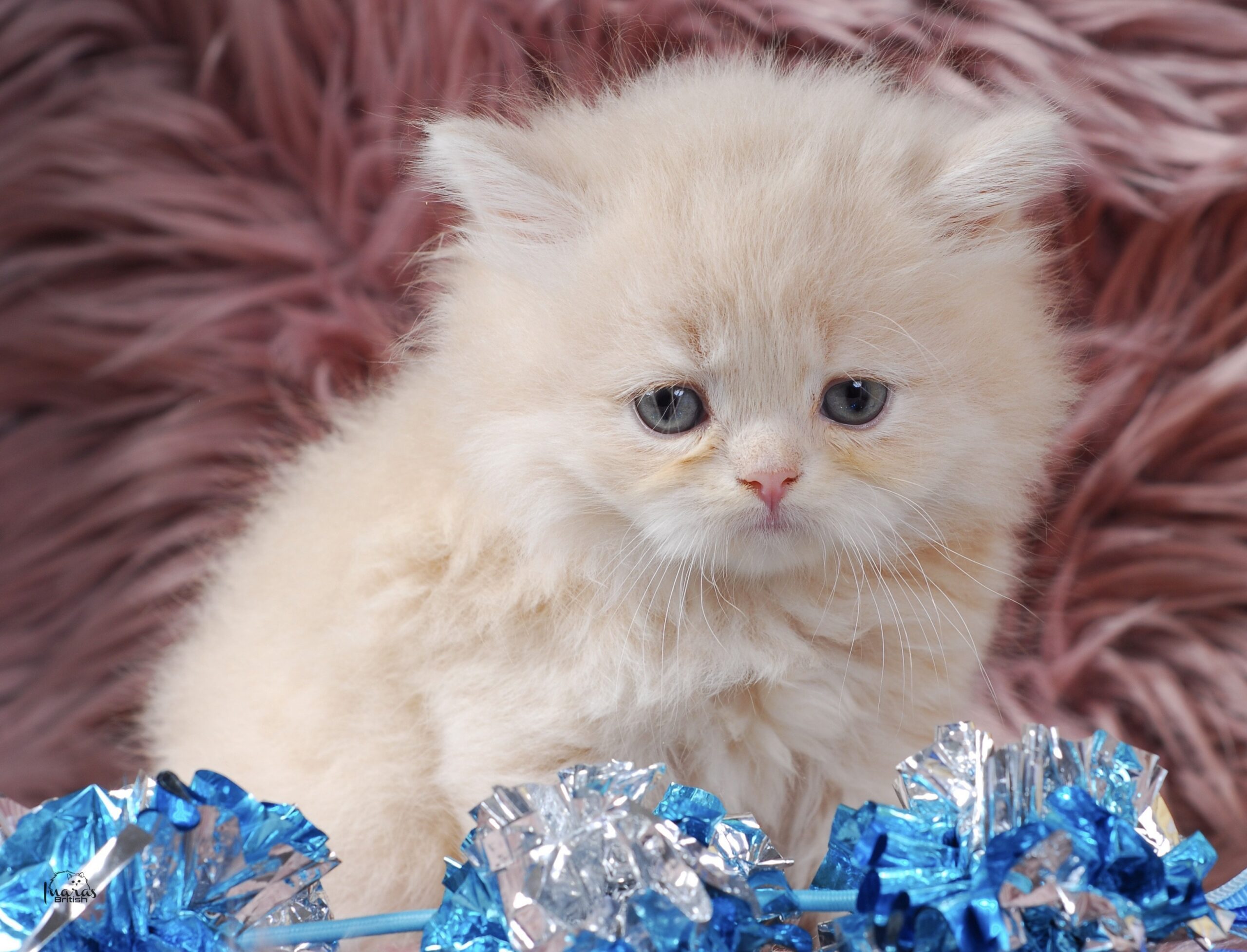 Jellybean, Light Cream Persian kitten