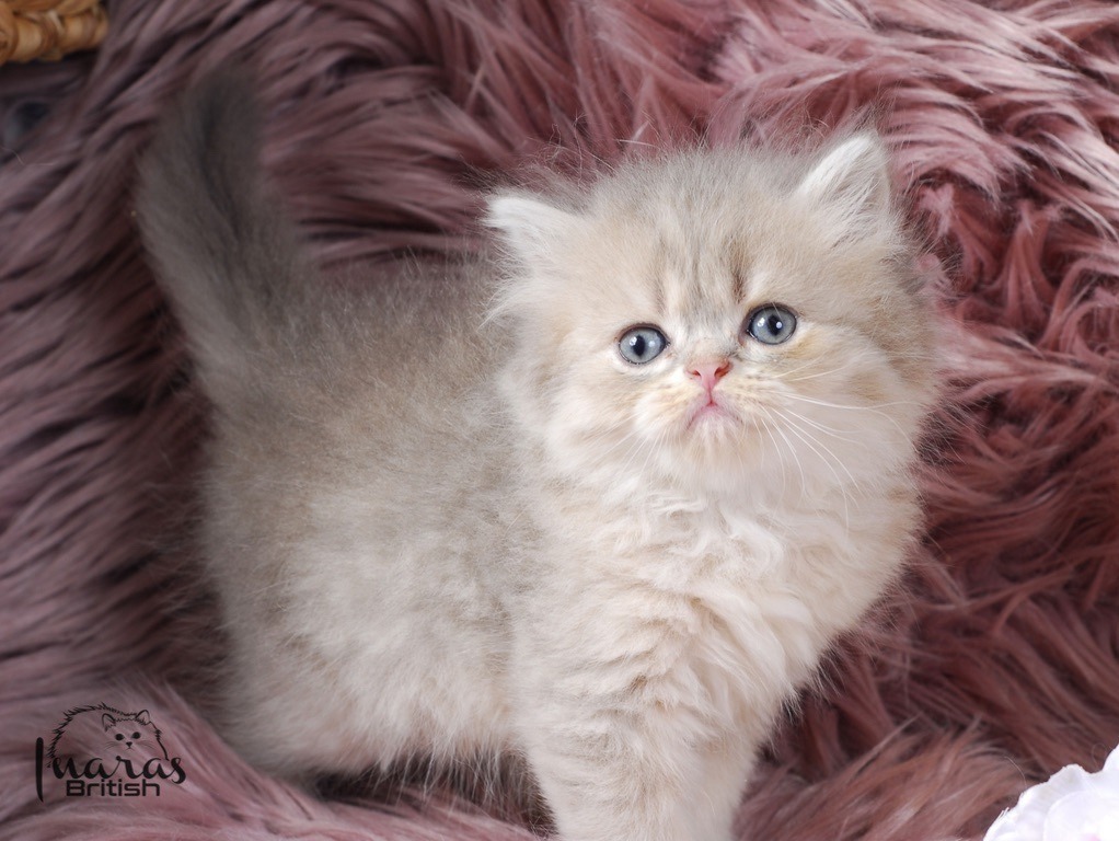 Toffee, Blue Golden Chinchilla Persian kitten
