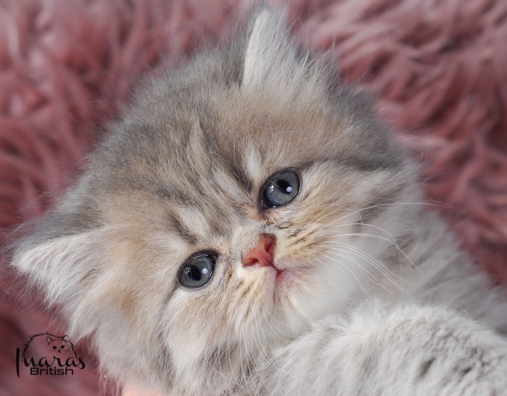 Twix, Blue Golden Shaded Persian kitten
