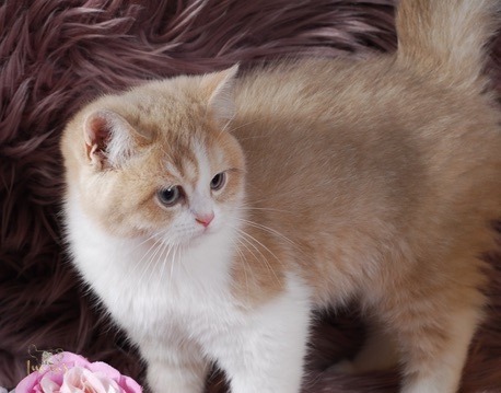 Buttons, Cinnamon Golden Bi-Color British kitten