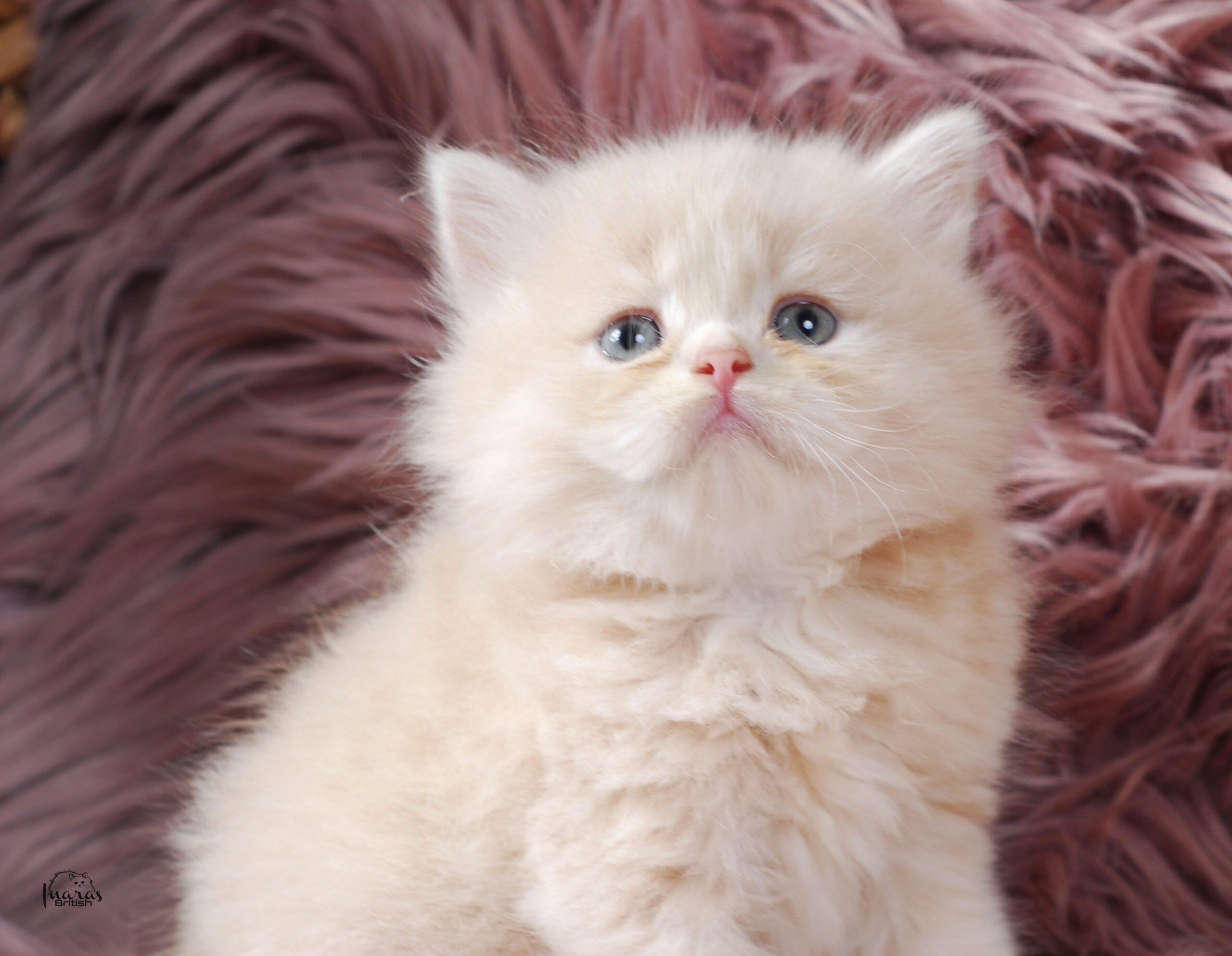 Jellybean, Light Cream Persian kitten