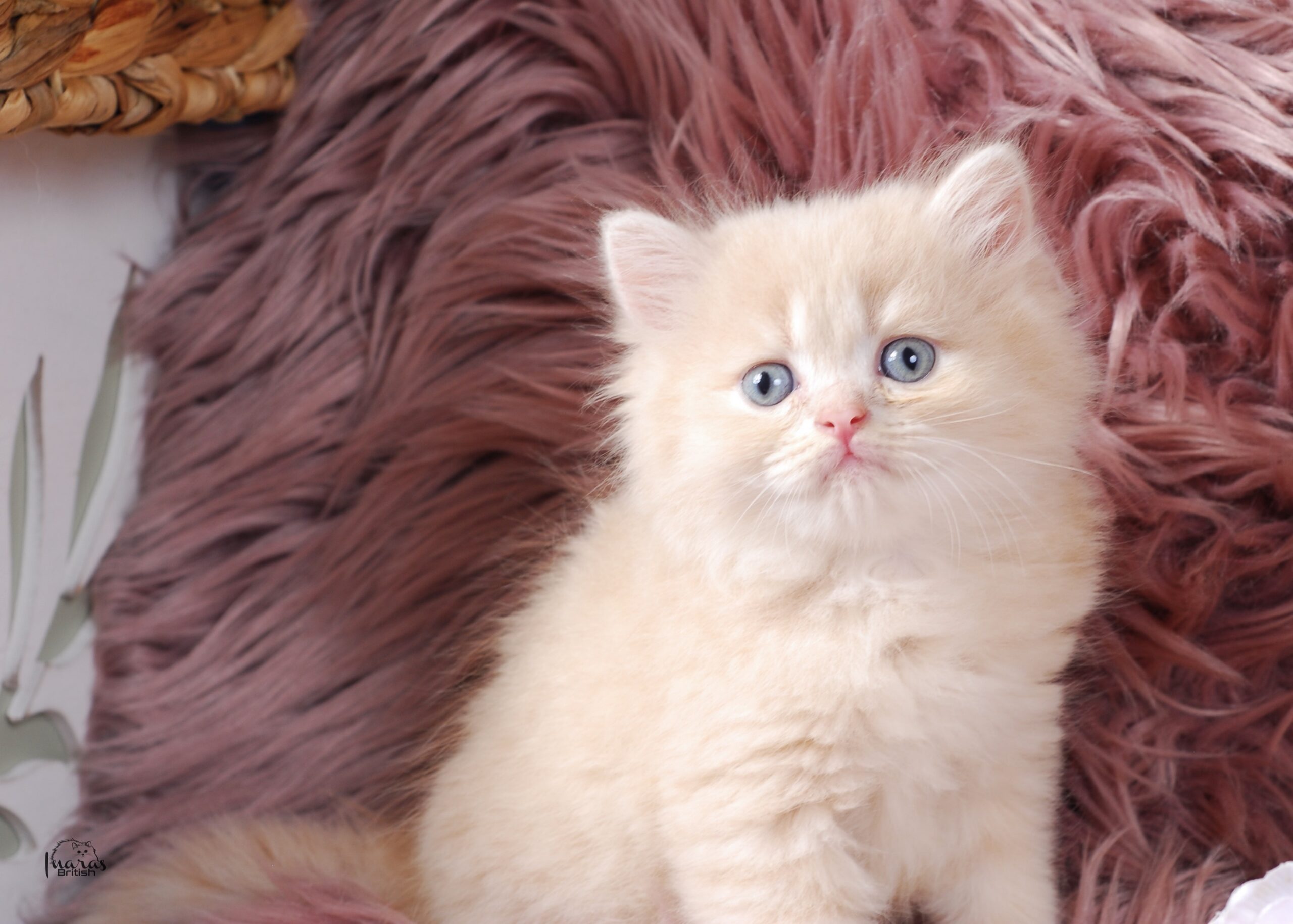 Jellybean, Light Cream Persian kitten