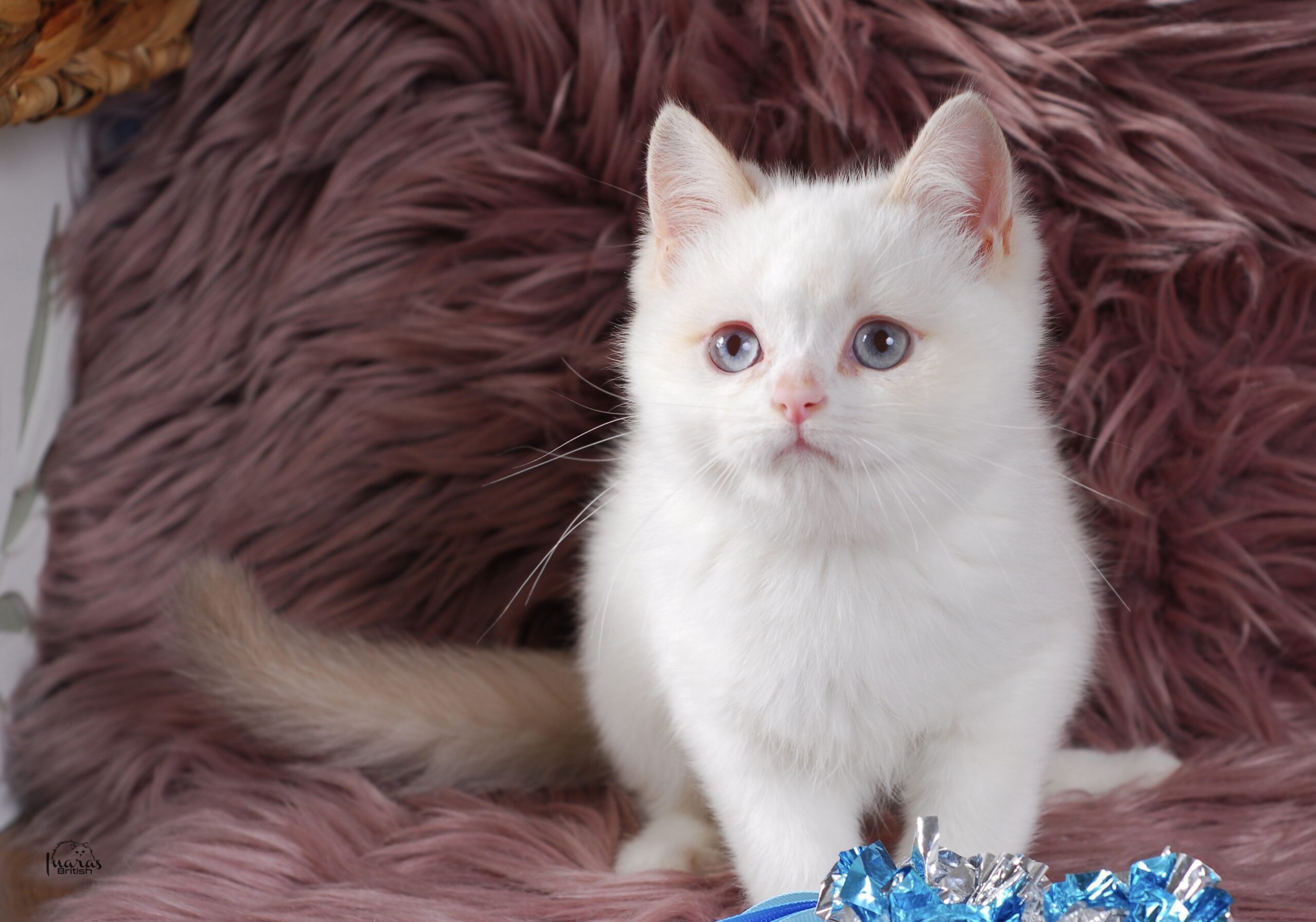 Winston, Cinnamon Golden Point British kitten