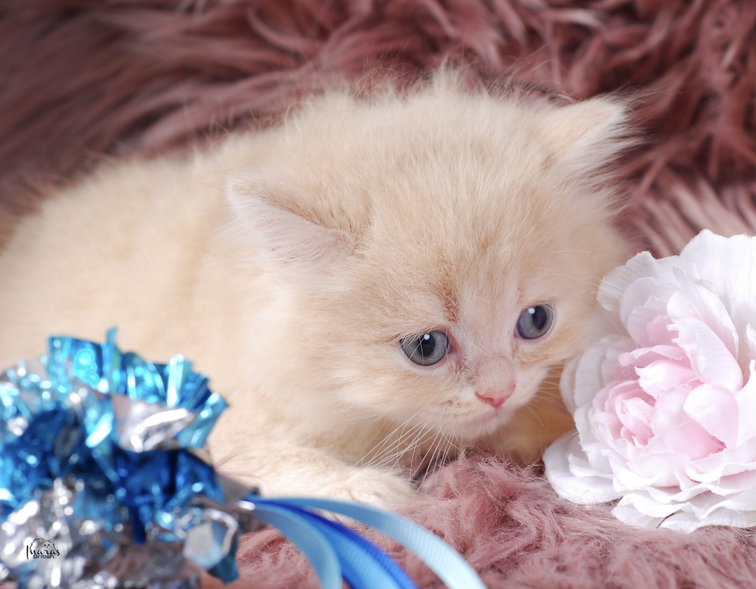 Jellybean, Light Cream Persian kitten