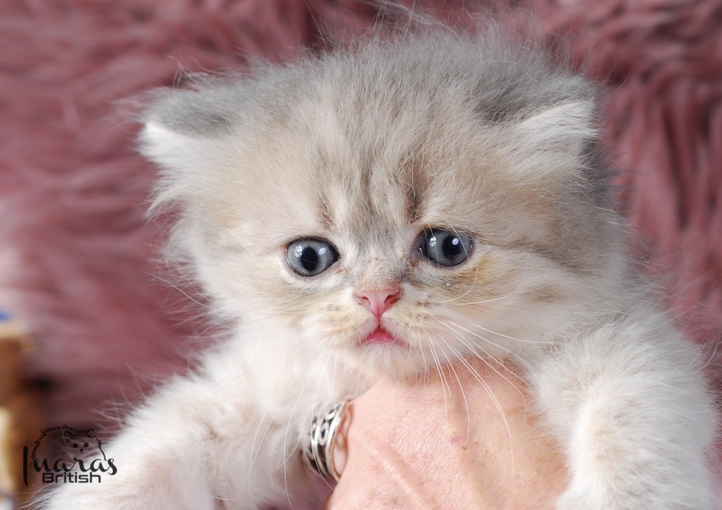 Toffee, Blue Golden Chinchilla Persian kitten