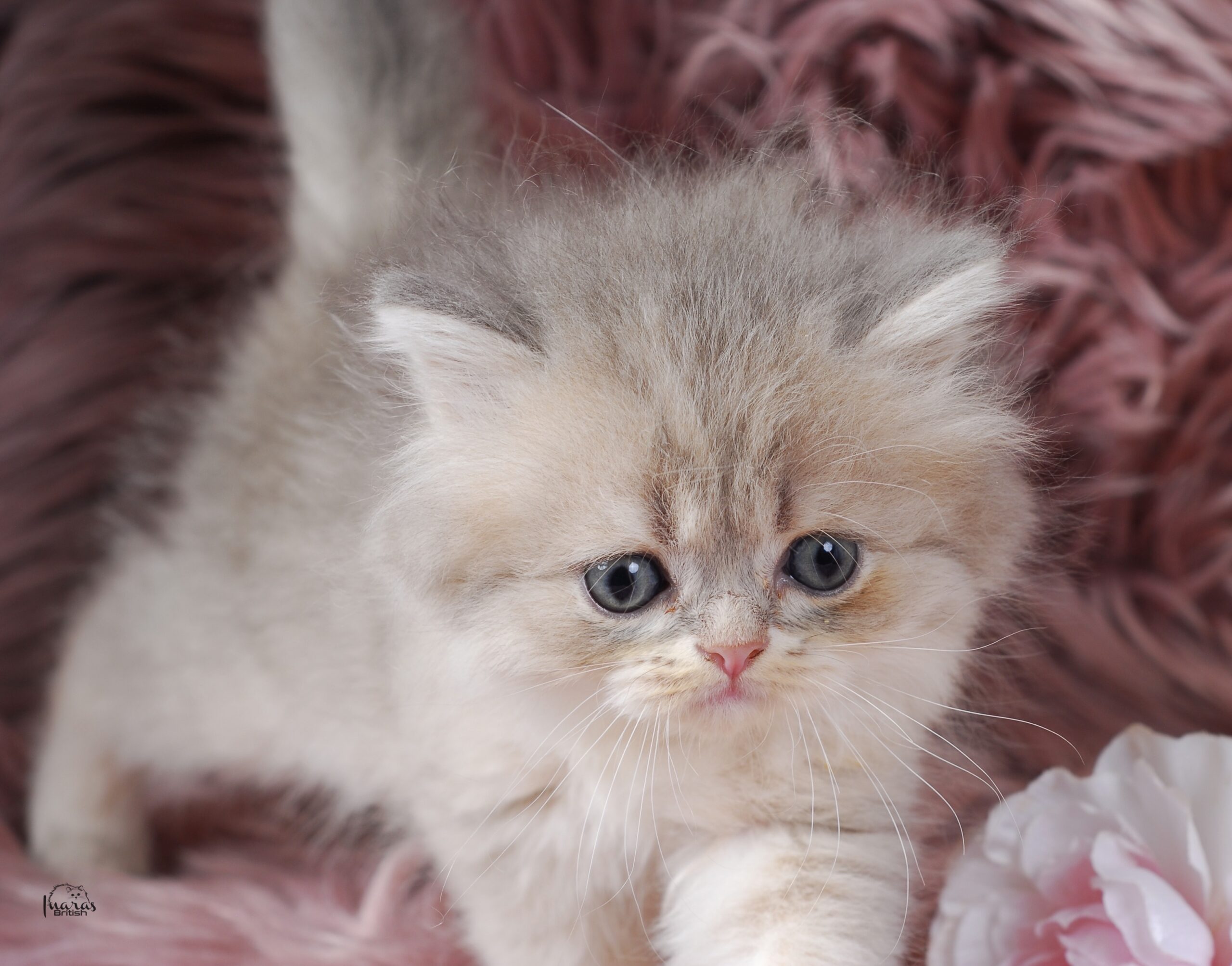 Twix, Blue Golden Shaded Persian kitten