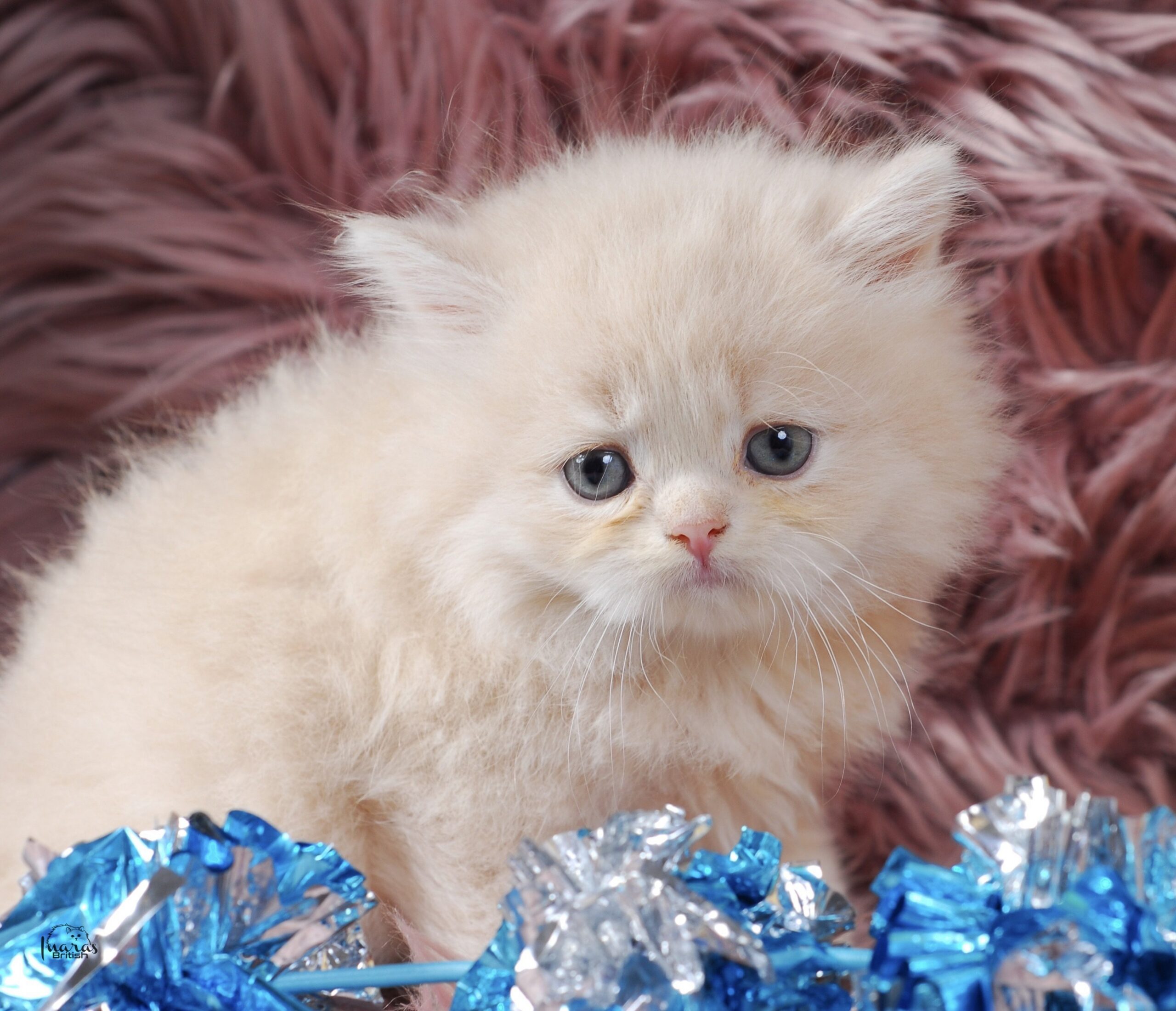 Jellybean, Light Cream Persian kitten