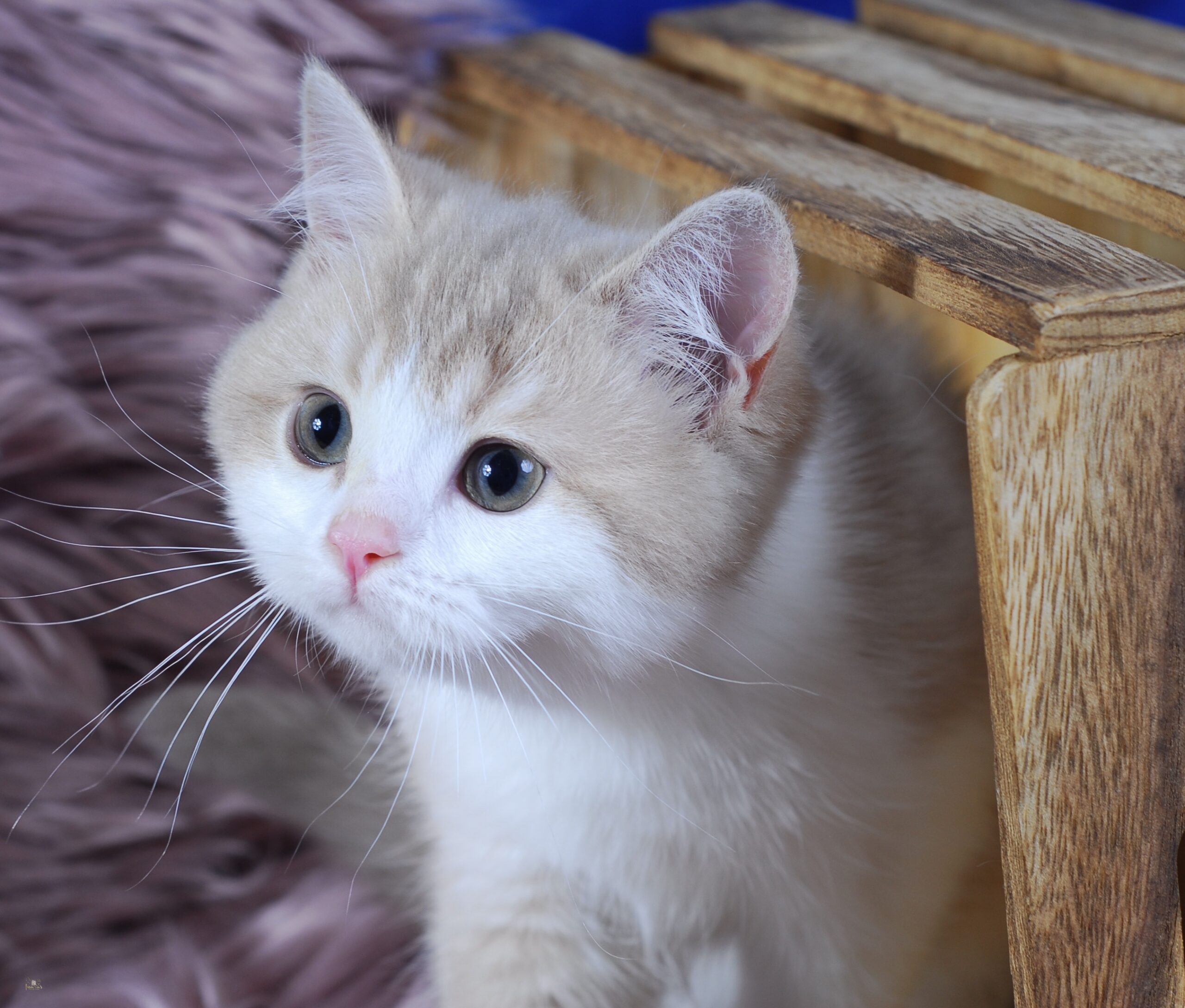 Apples, Lilac Golden Bi-Color British kitten
