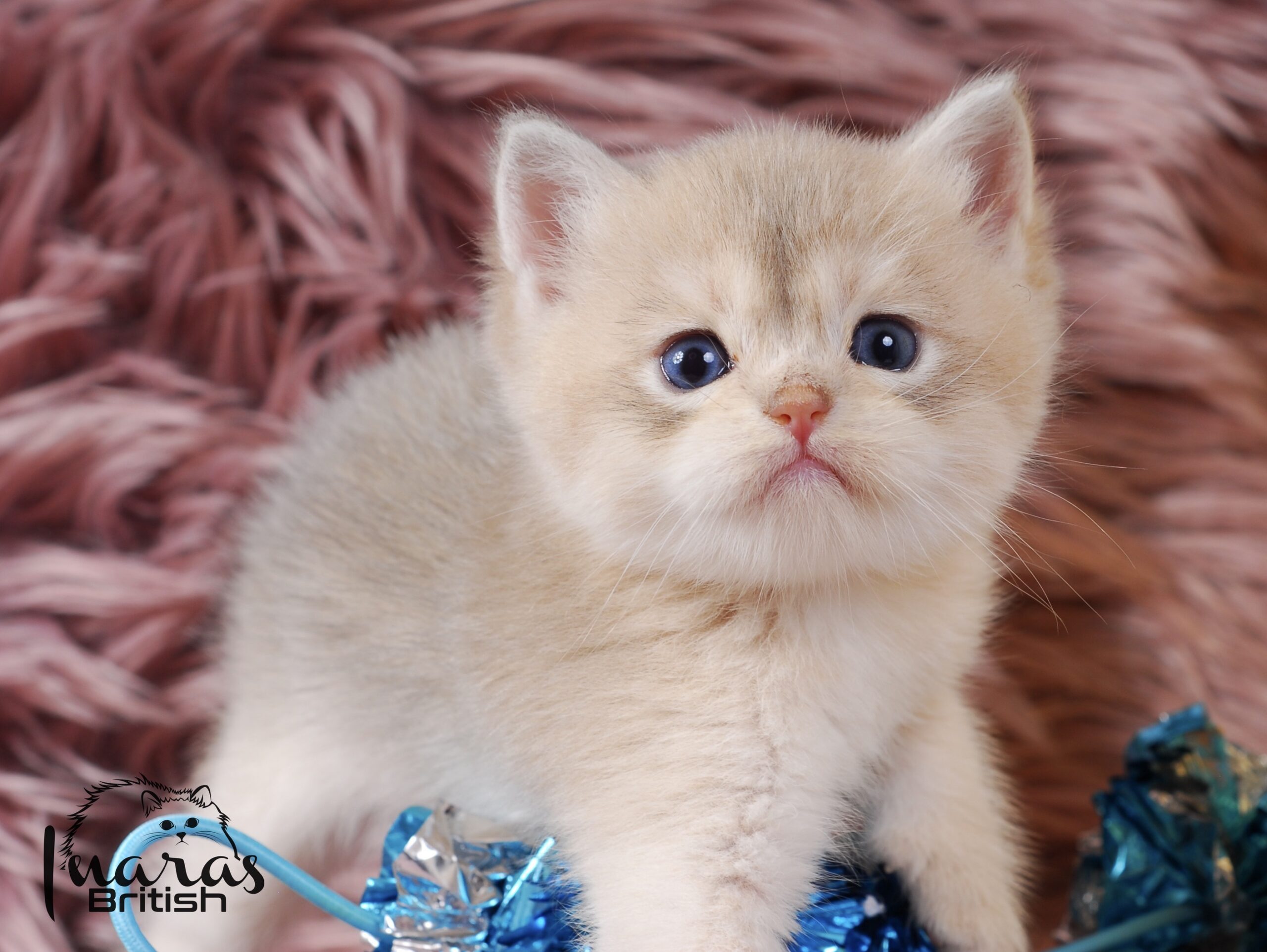 Rami, Blue Golden Chinchilla British kitten