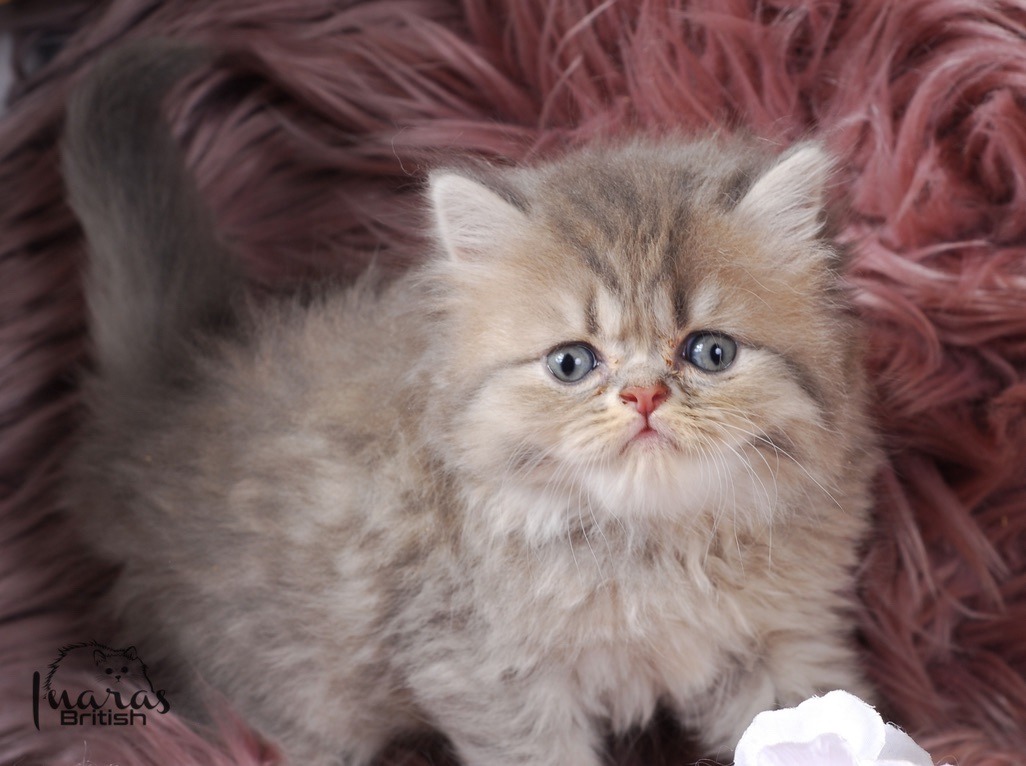 Twix, Blue Golden Shaded Persian kitten
