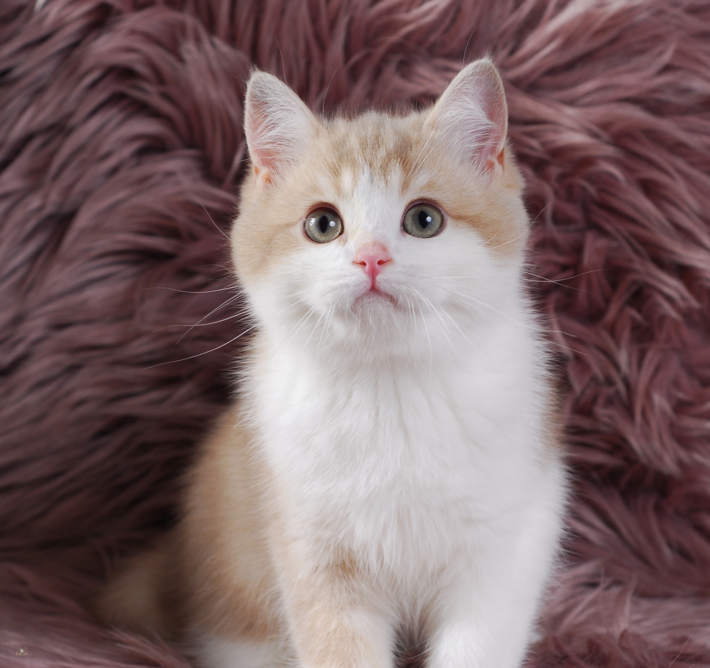 Apples, Lilac Golden Bi-Color British kitten