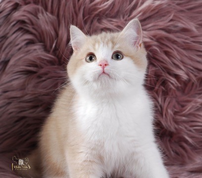 Apples, Lilac Golden Bi-Color British kitten
