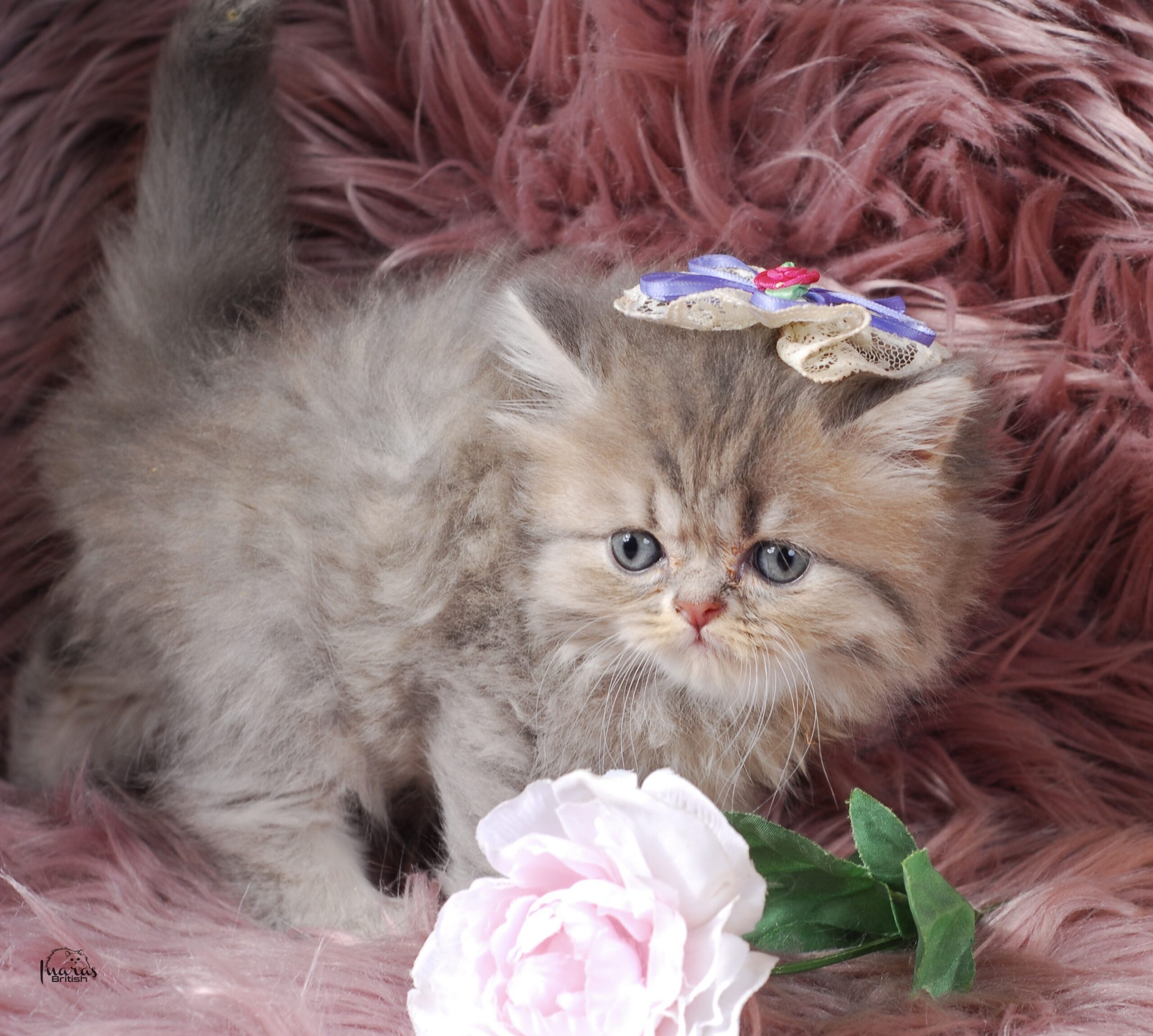 Twix, Blue Golden Shaded Persian kitten