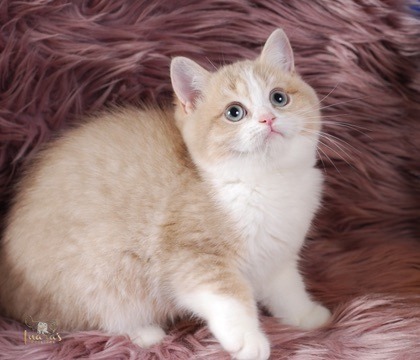 Buttons, Cinnamon Golden Bi-Color British kitten