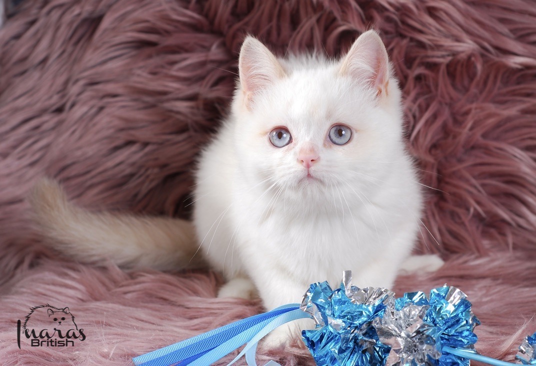 Winston, Cinnamon Golden Point British kitten