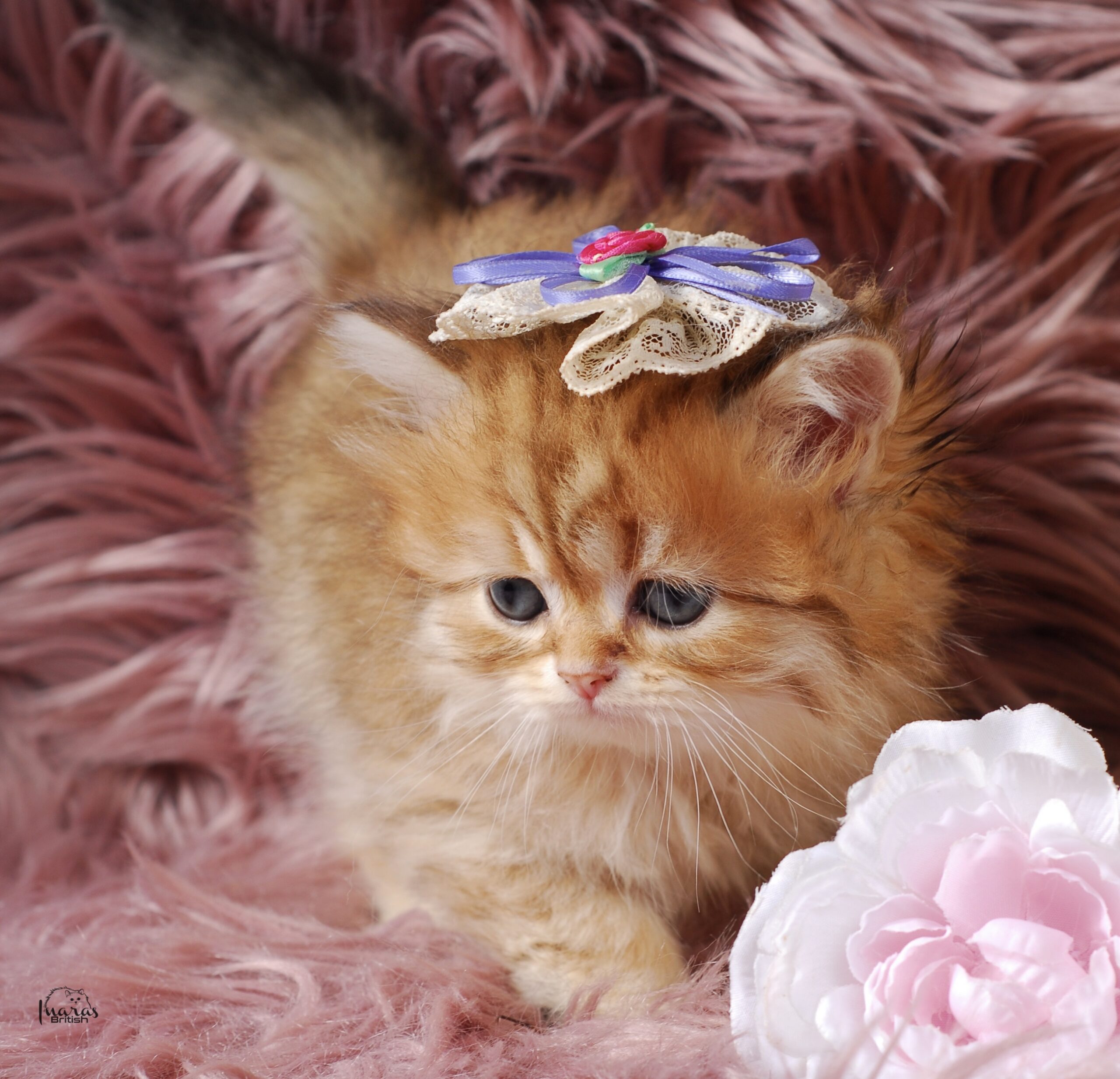 Butterscotch, Golden Chinchilla DBE-potential kitten